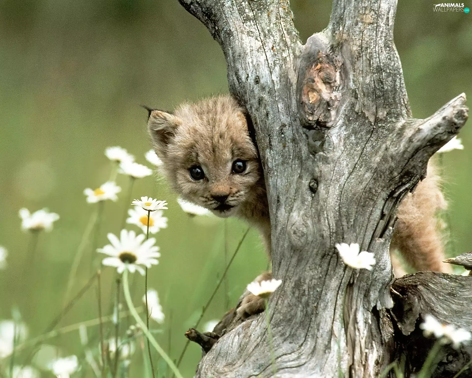 small, trees, Flowers, Lynx