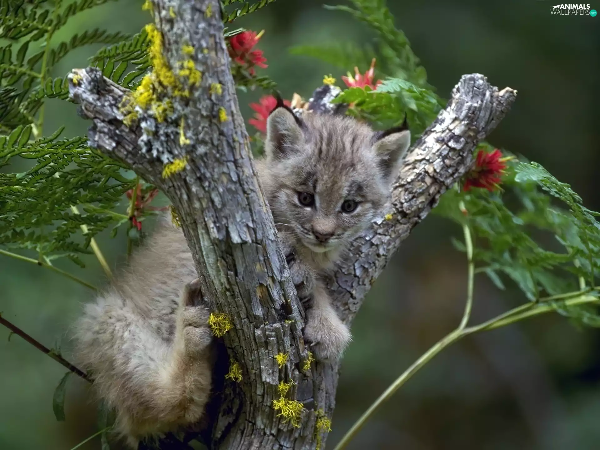 small, trees, Flowers, Lynx
