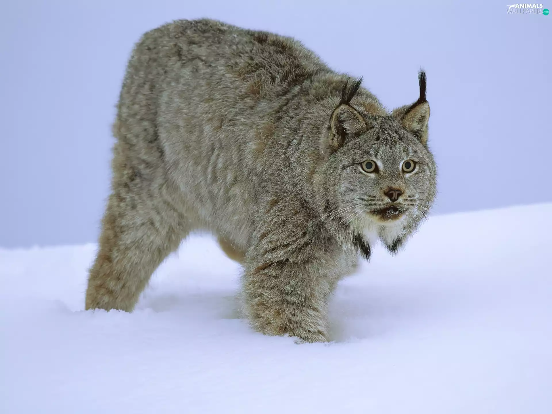 Lynx, snow
