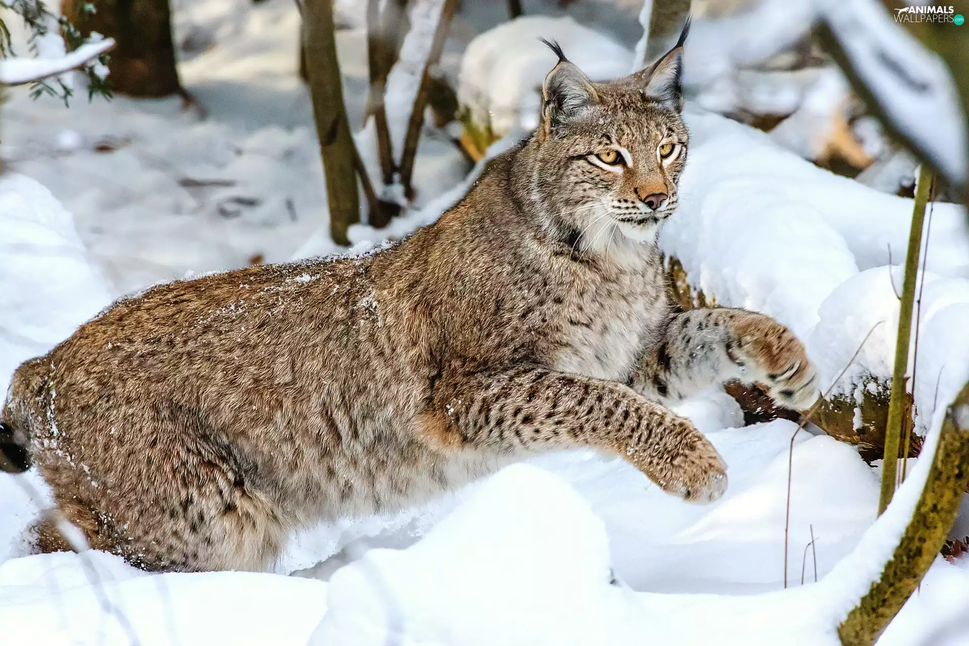 Lynx, snow