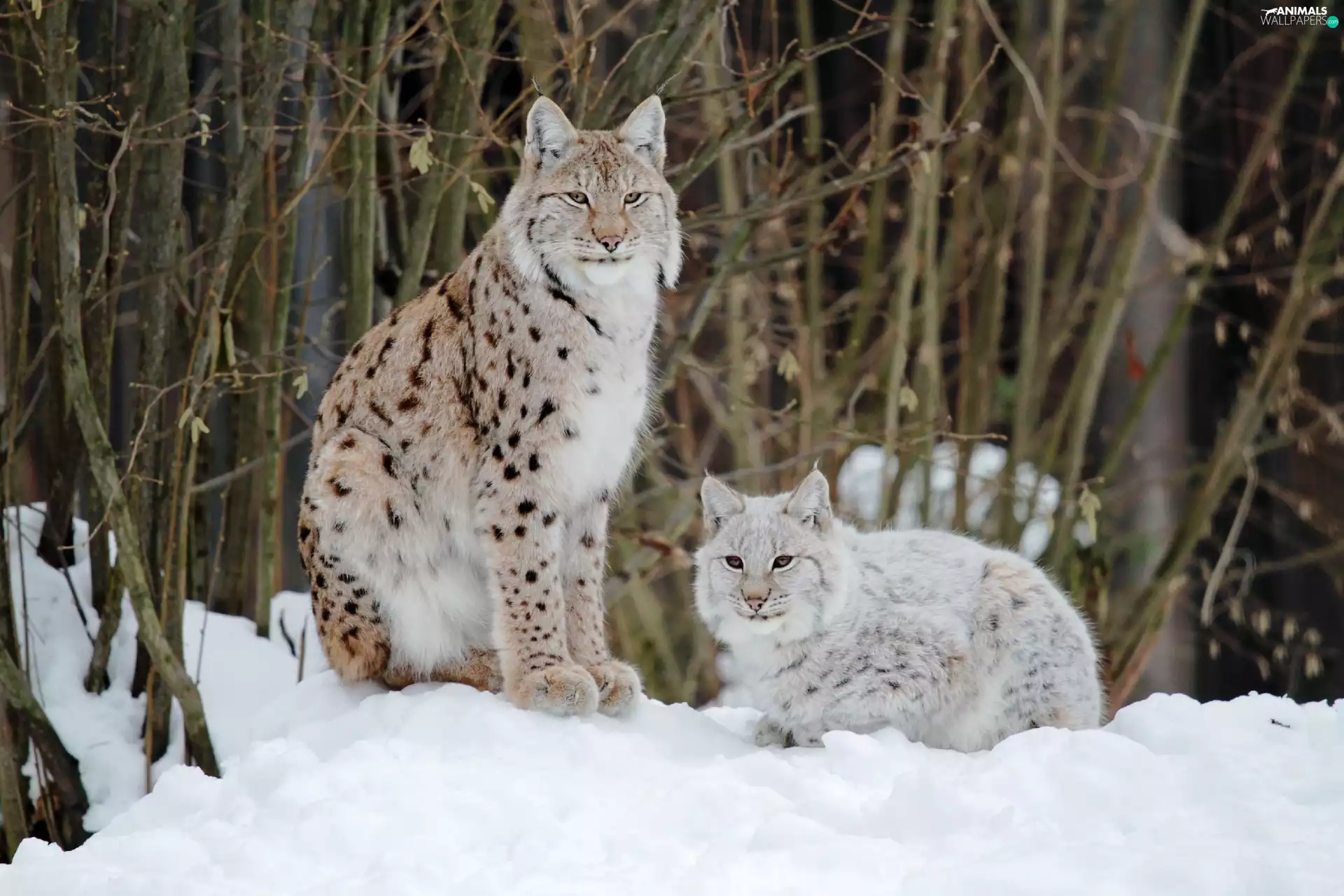snow, Two cars, lynx