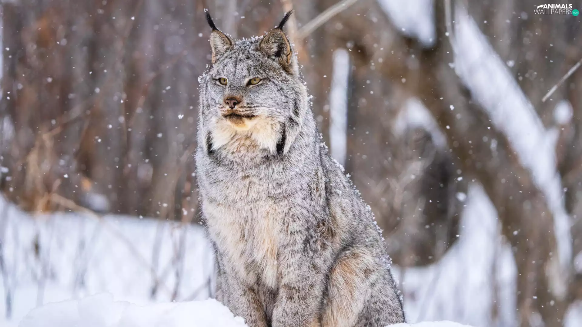Lynx, winter, snow