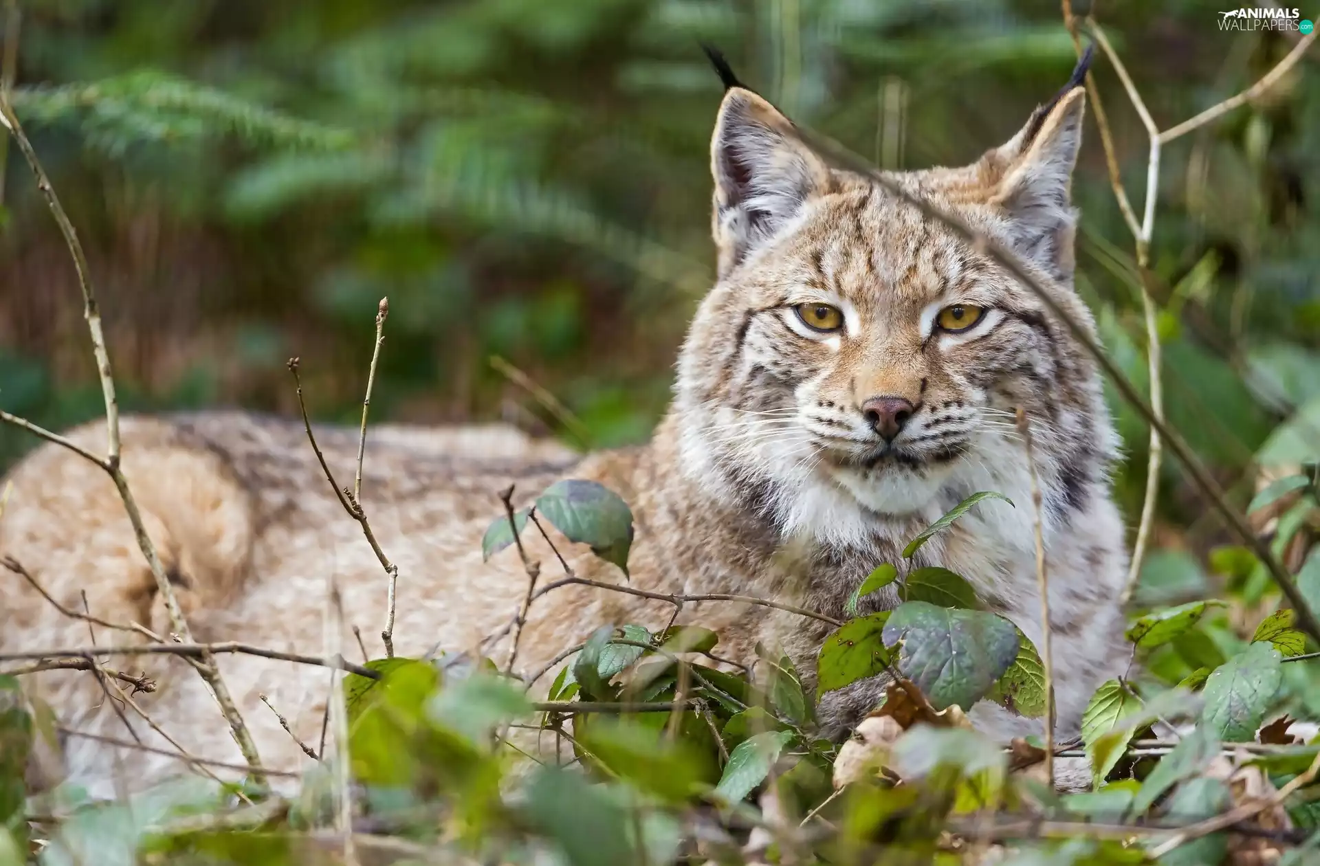 Lynx, Twigs