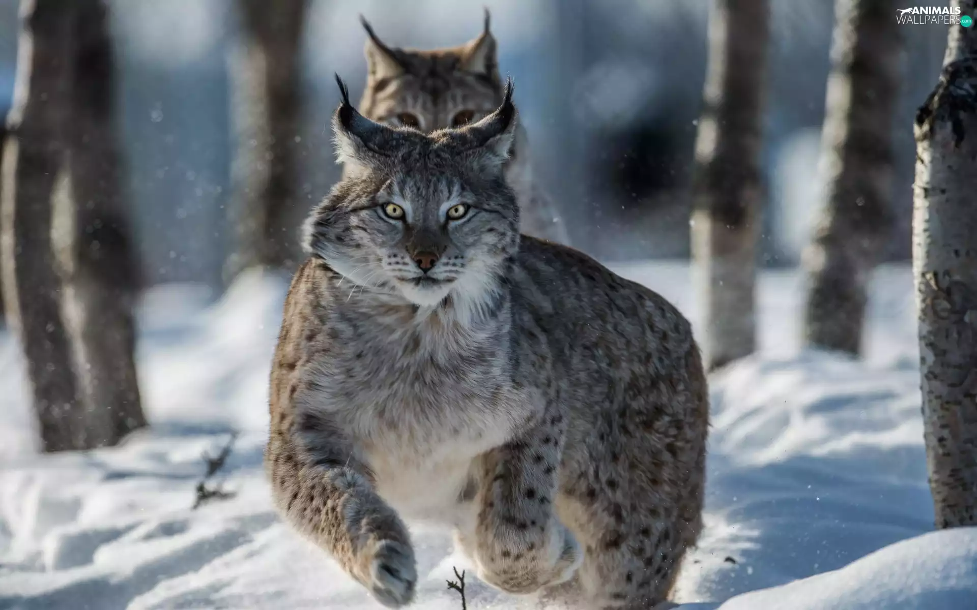 lynx, winter