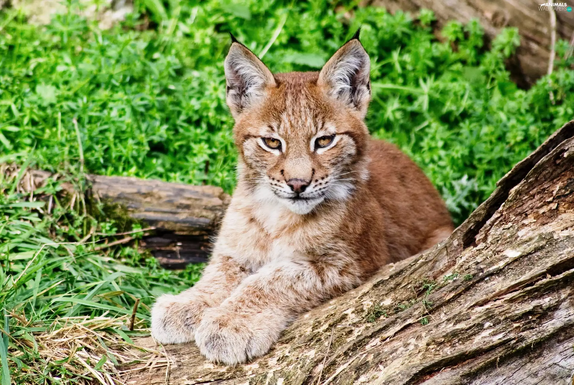 young, log, green, Lynx