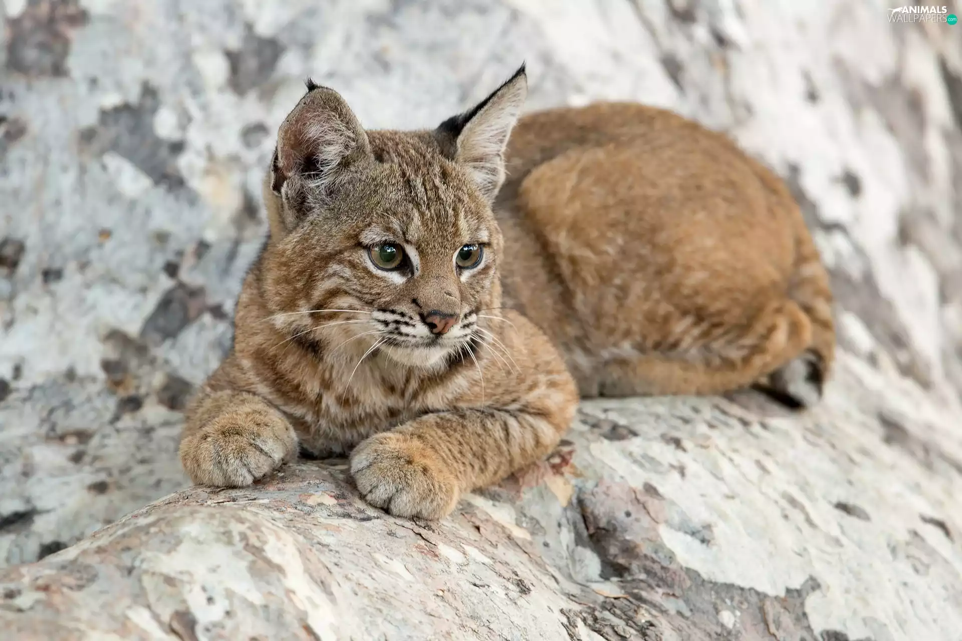 Lynx, lying, young