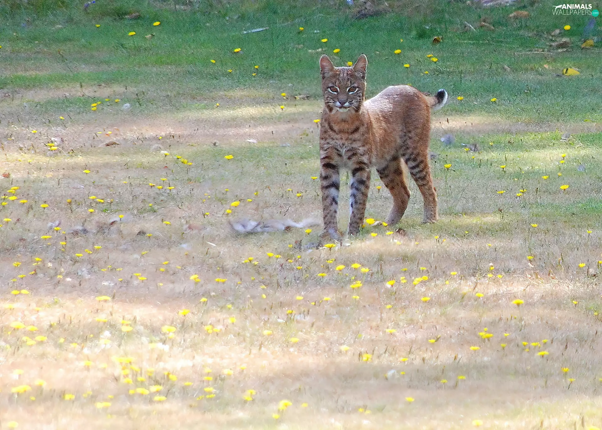young, AMERICAN, Meadow, Lynx