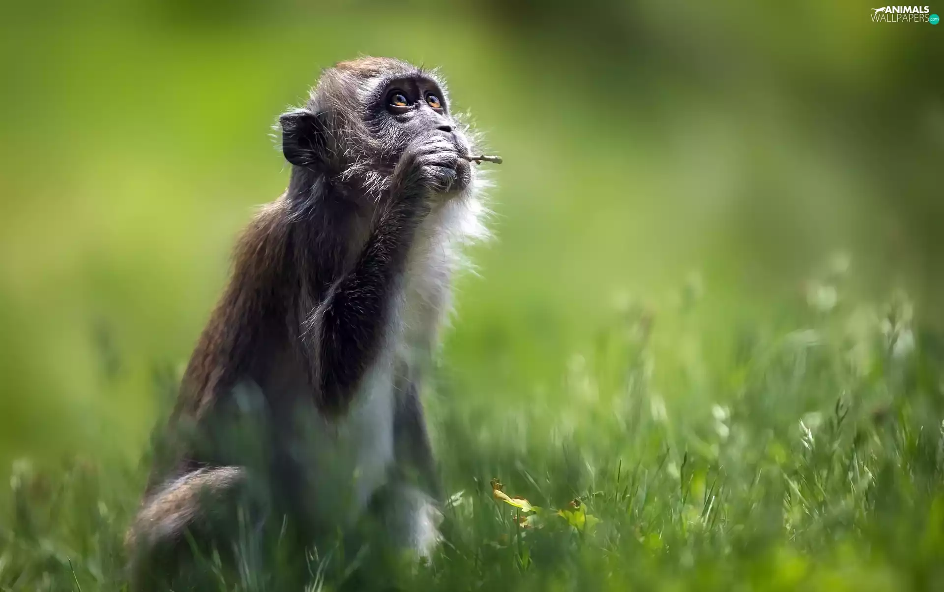 Monkey, Crab-eating Macaque
