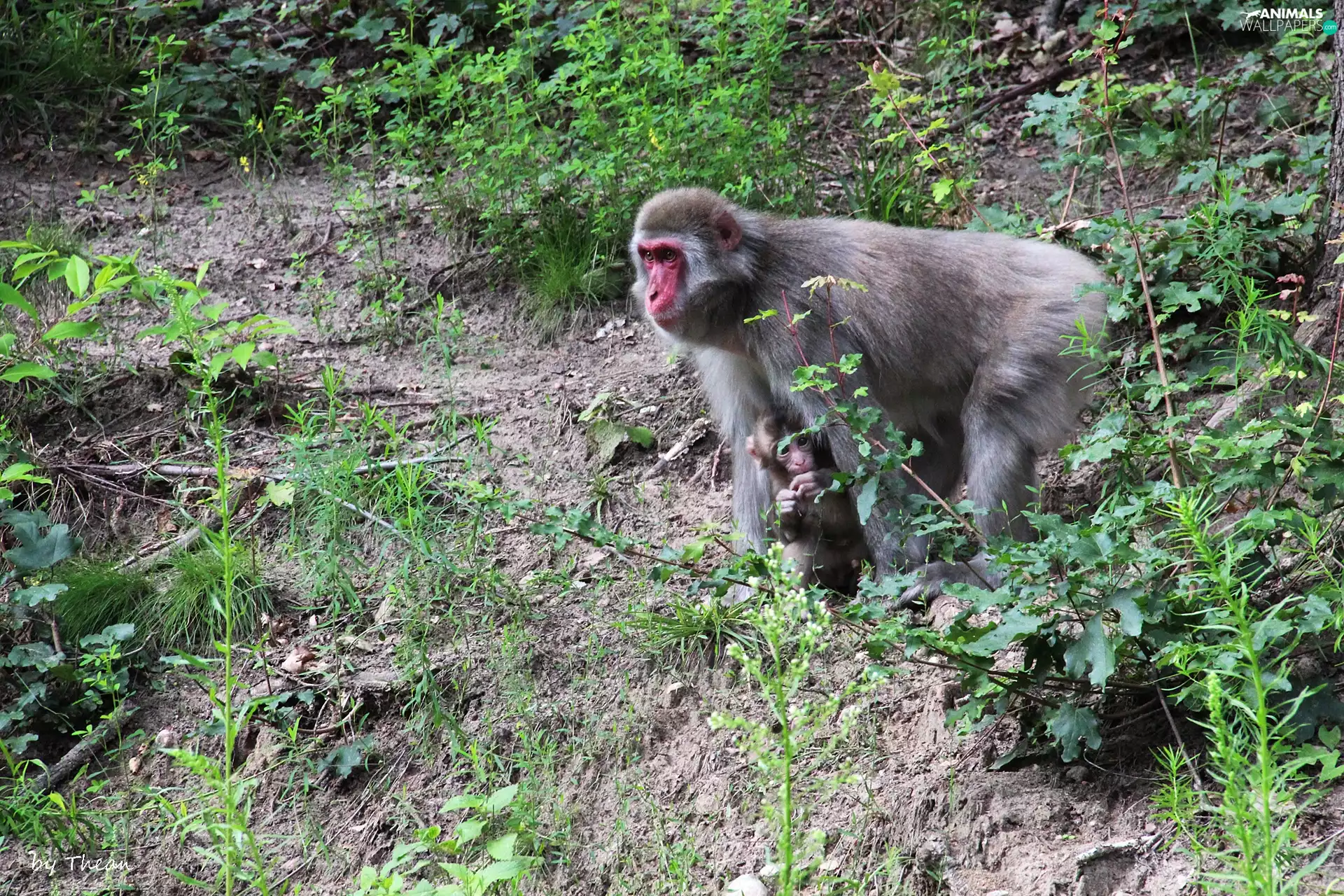 macaques, Japanese