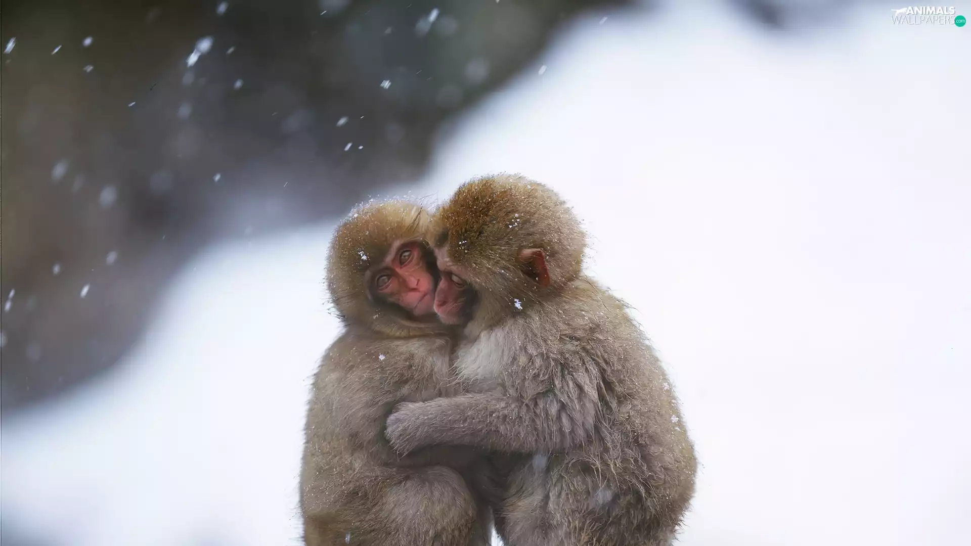 snow, Two cars, macaques