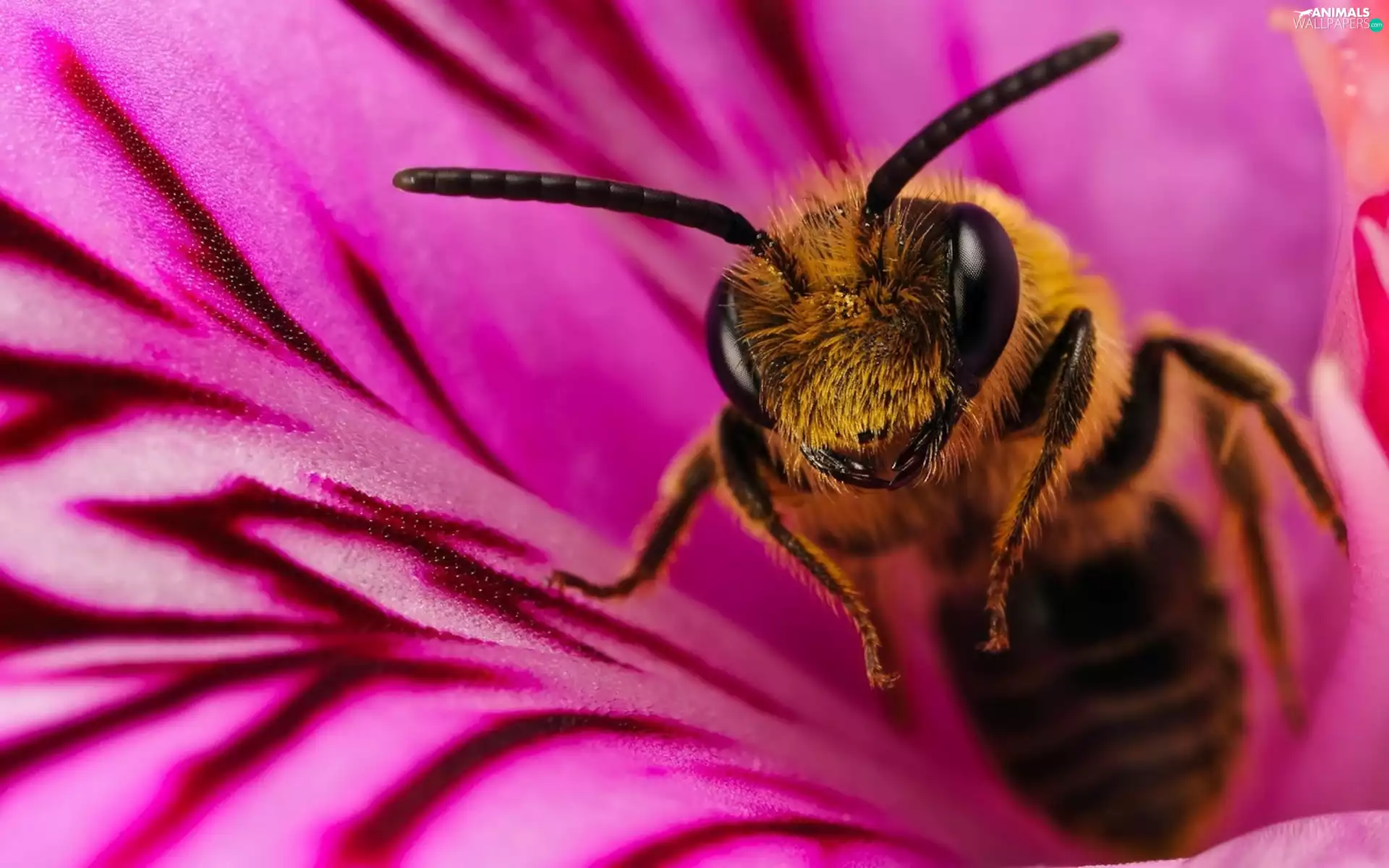 bee, Macro, pink, Flower, cup