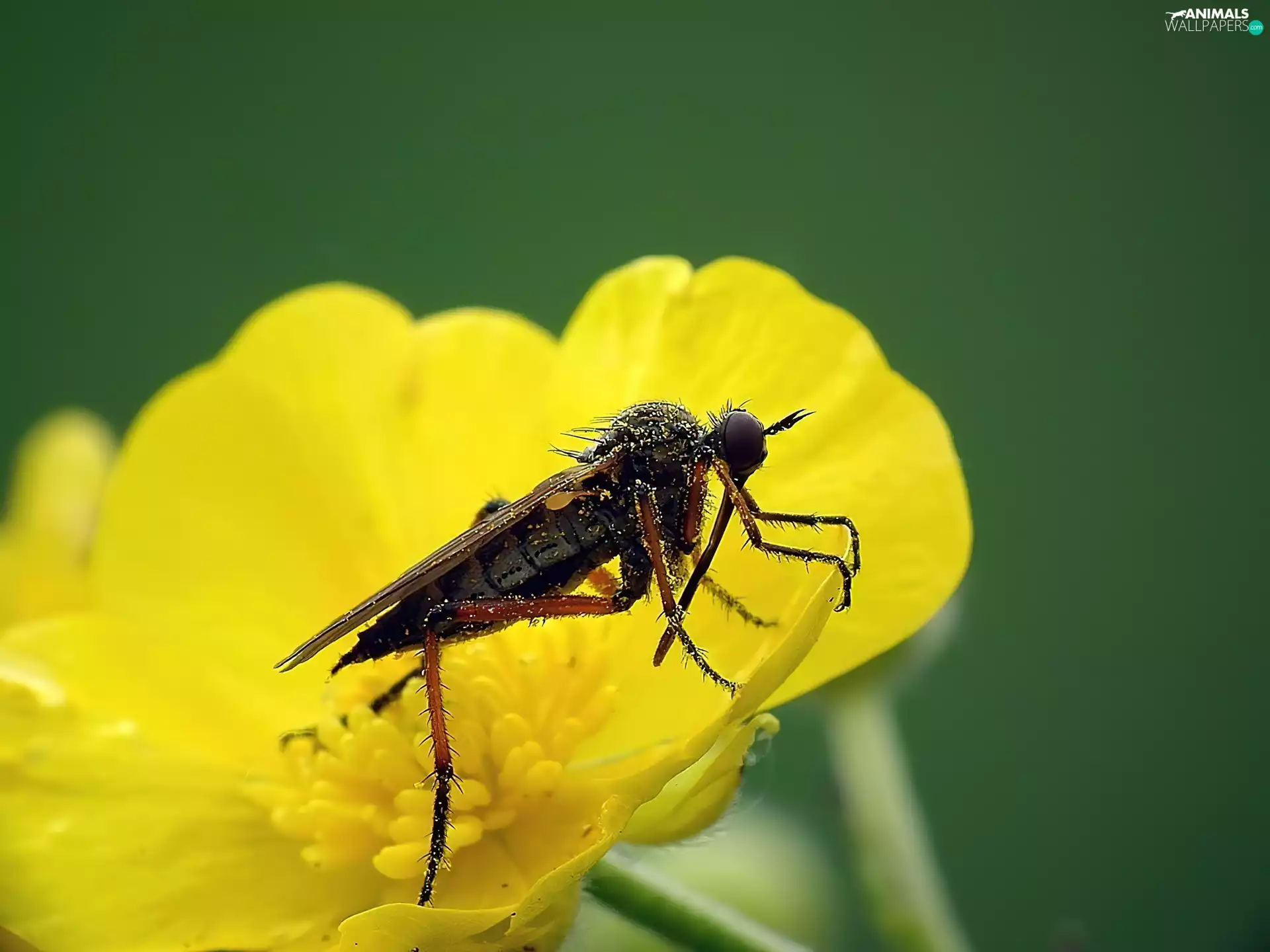 diptera, uncle, Etroplus maculatus