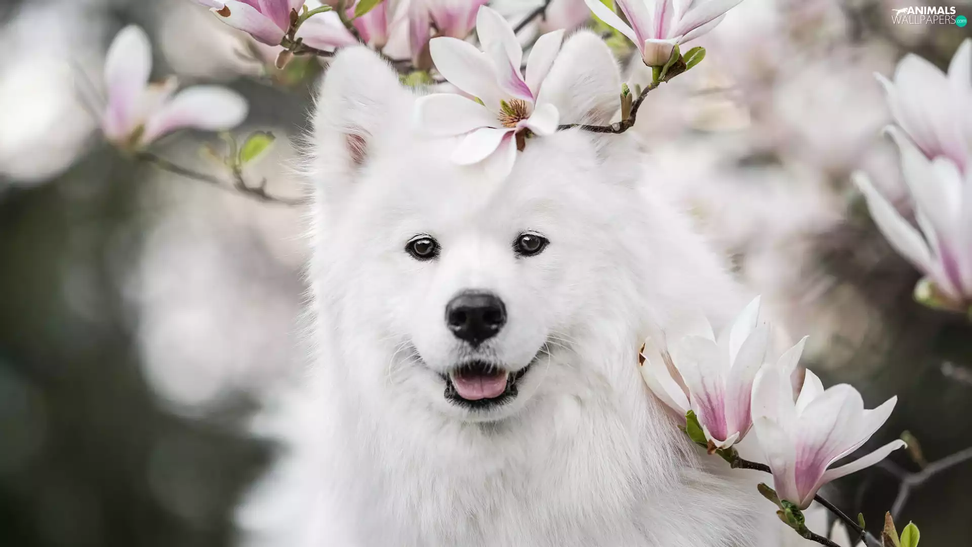 Smile, White, Flowers, Magnolia, Samojed, dog