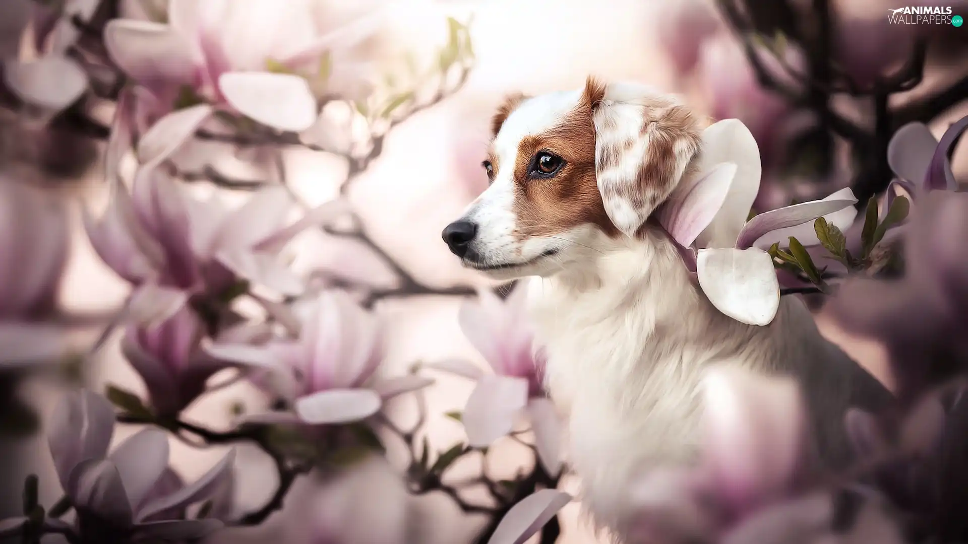 Magnolias, dog, Alpine