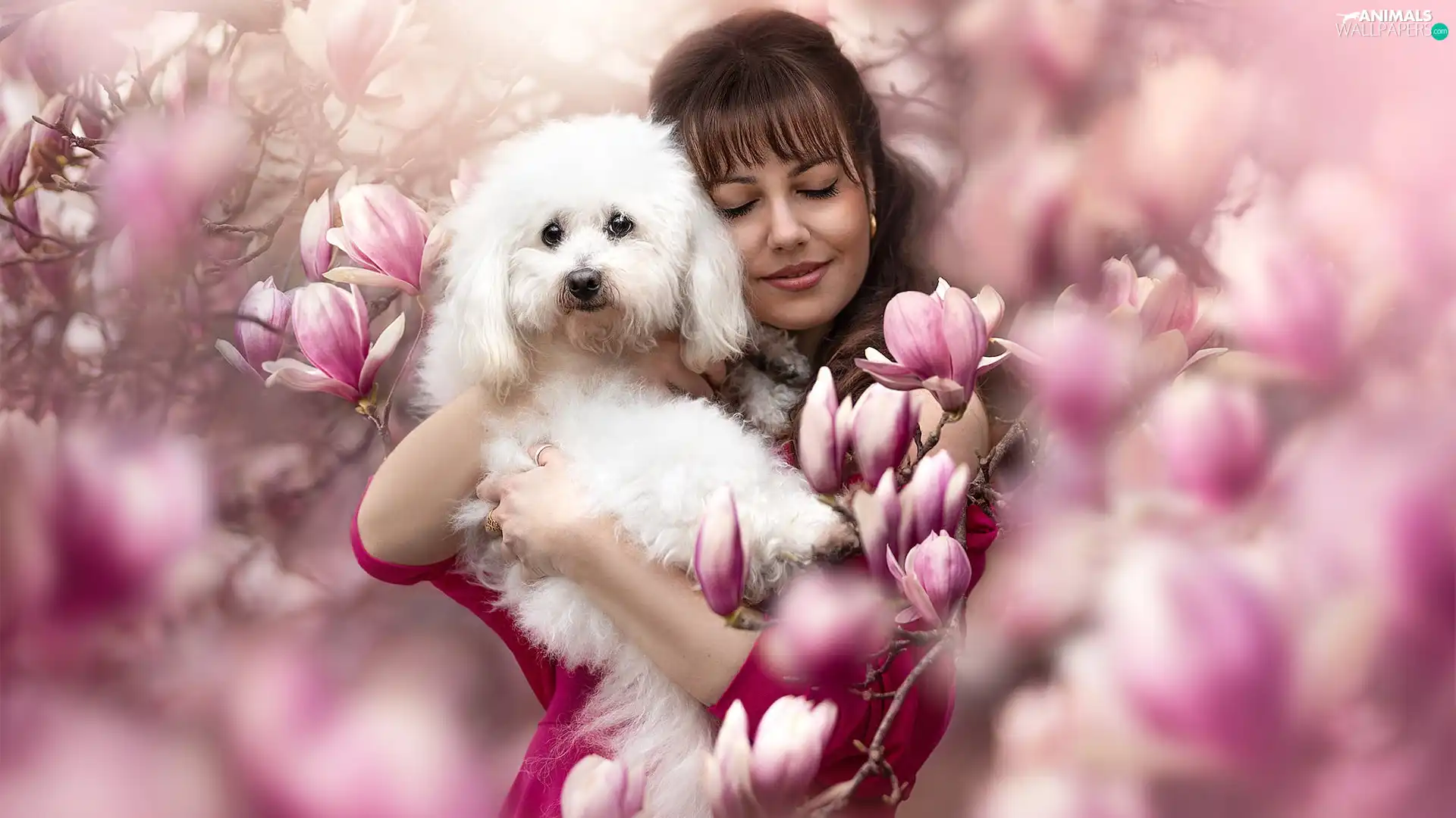 White, Women, Flowers, Magnolias, poodle, dog