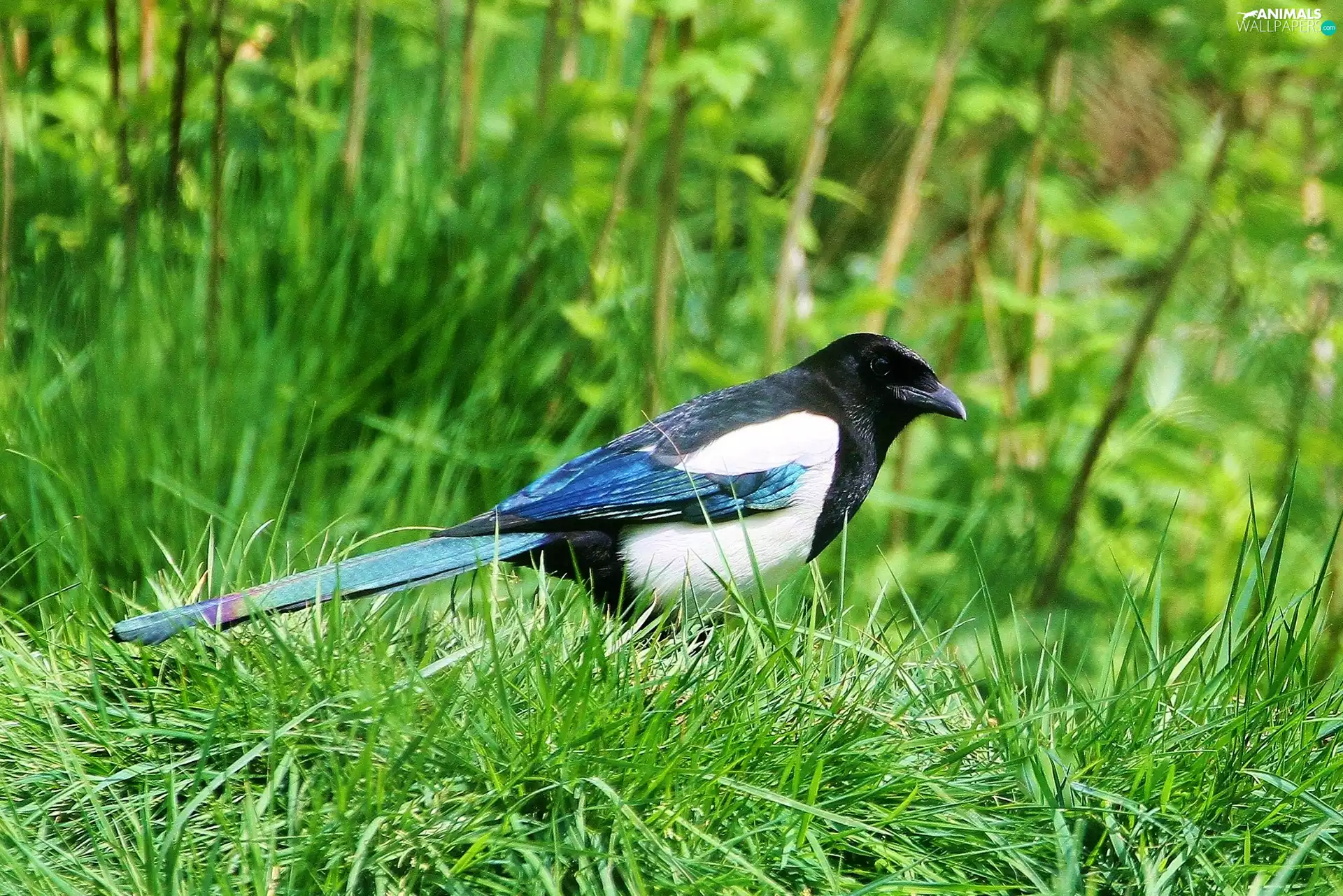 magpie, grass