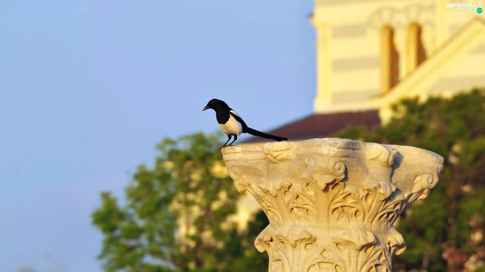 magpie, pedestal