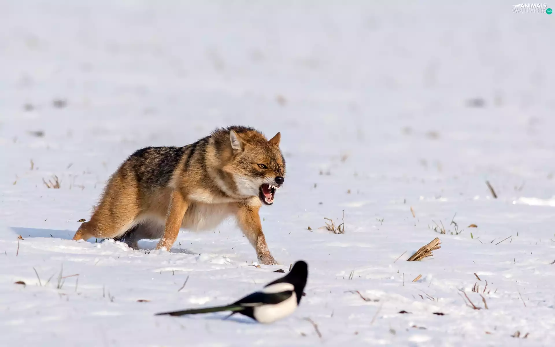 Wolf, hunting, winter, magpie
