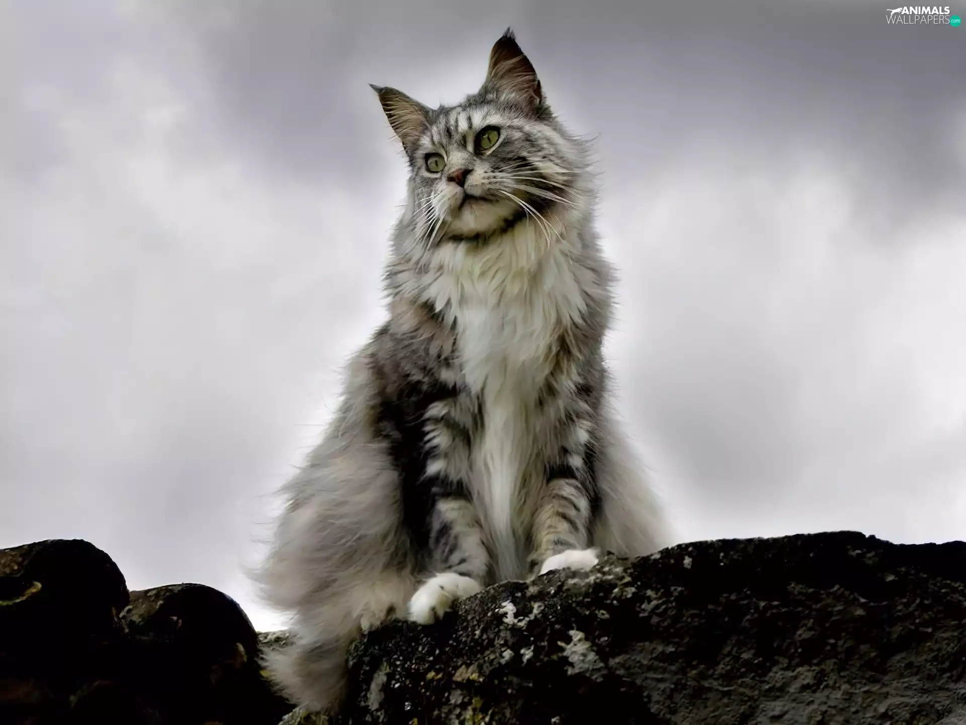 Gray, Maine Coon, clouds, cat