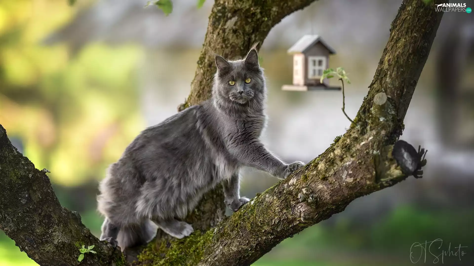 Gray, Maine Coon, trees, cat