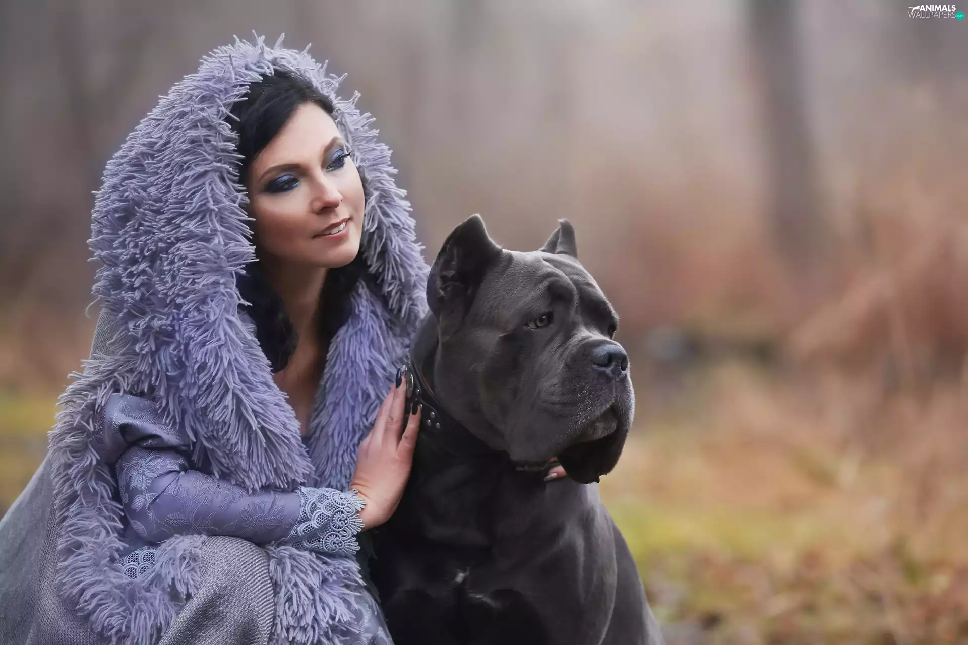 dog, Cane Corso, make-up, Big, Women