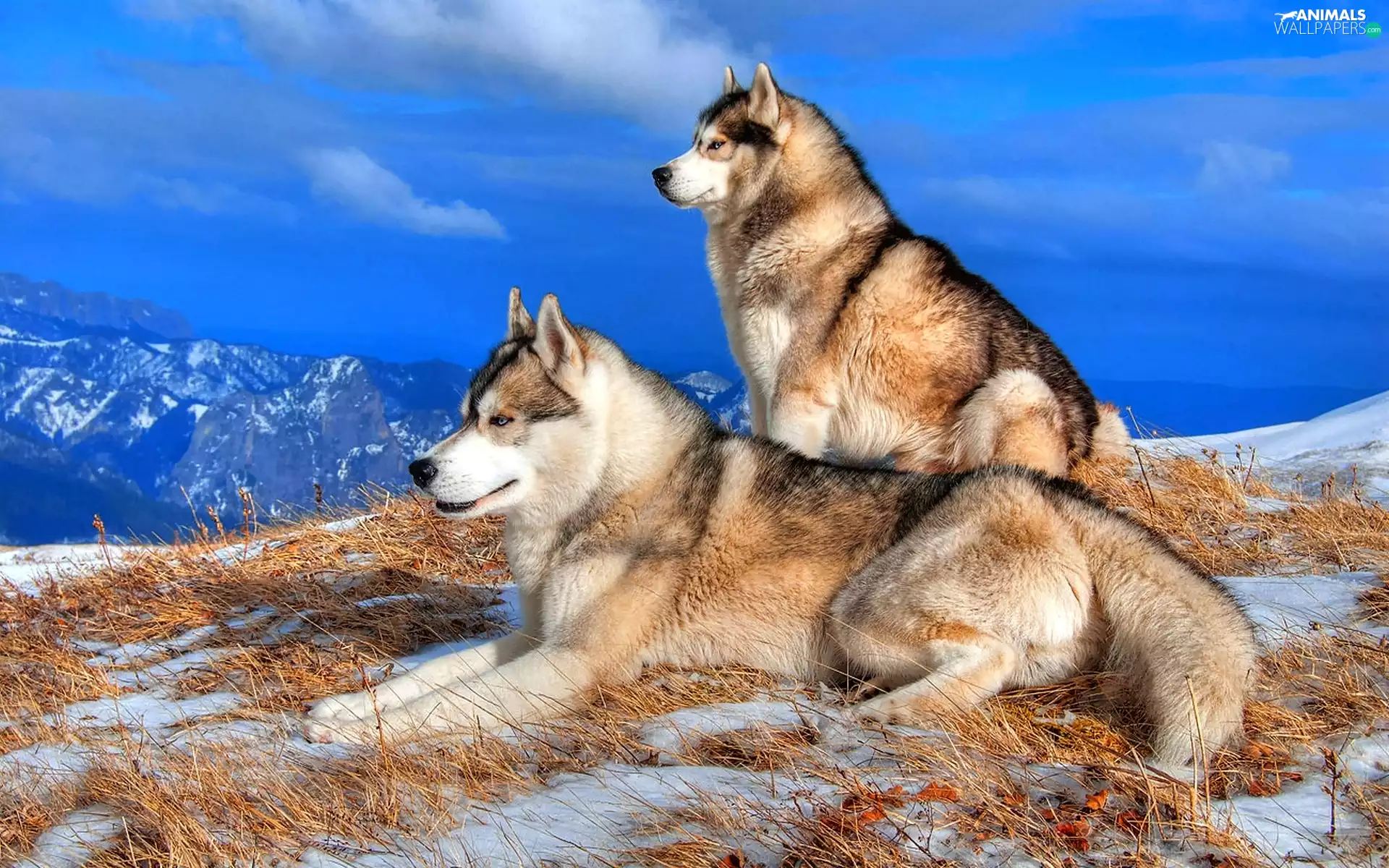 Mountains, Dogs, Alaskan Malamute