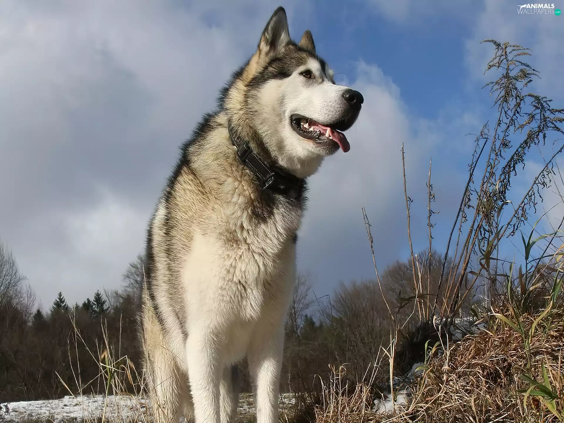 Alaskan Malamute, viewes, grass, trees