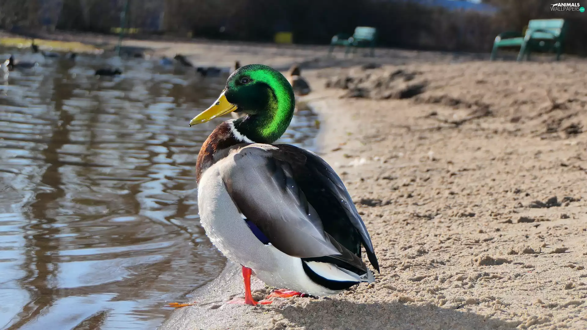 Bird, Mallard Duck, male