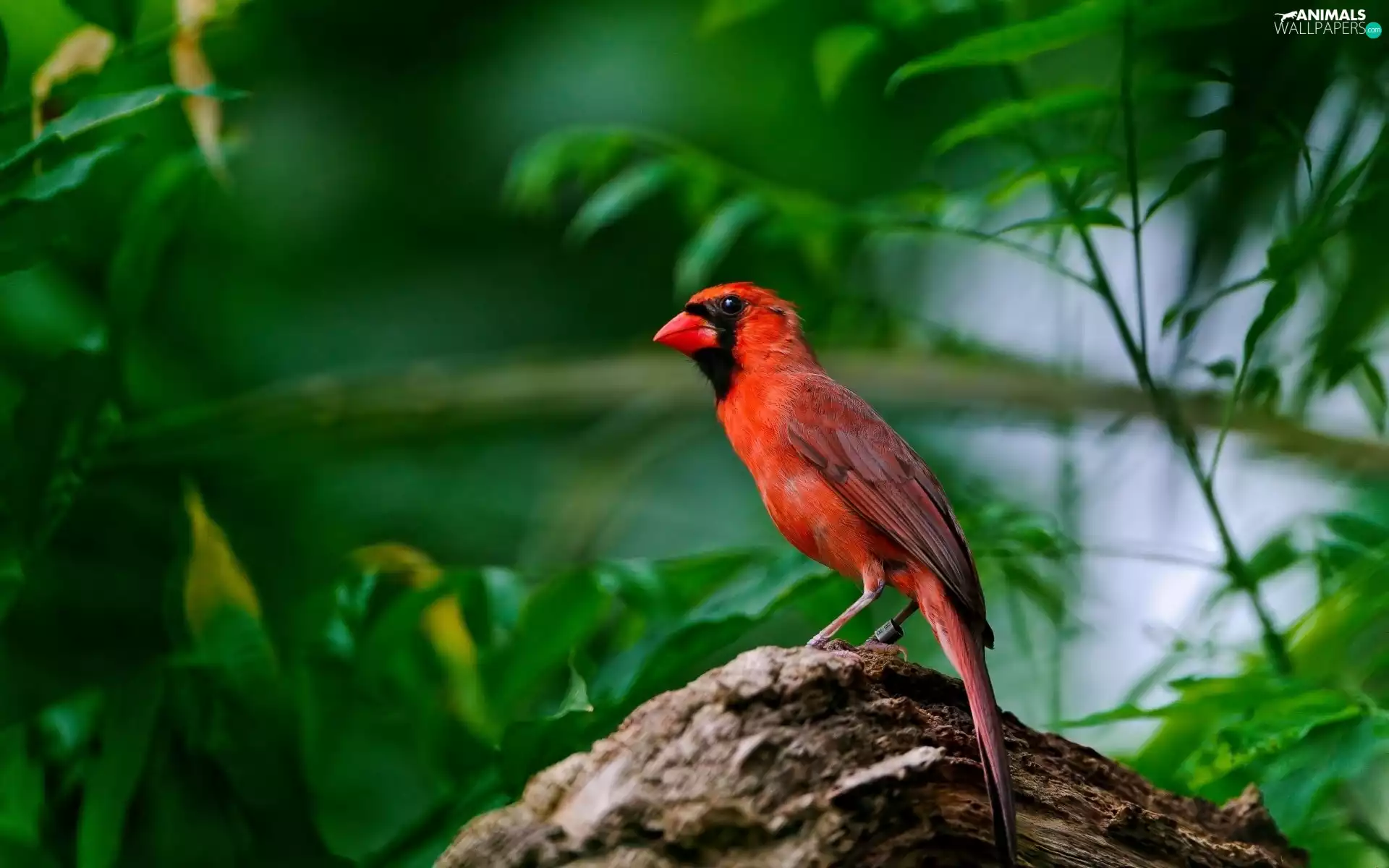 male, scrub, cardinal