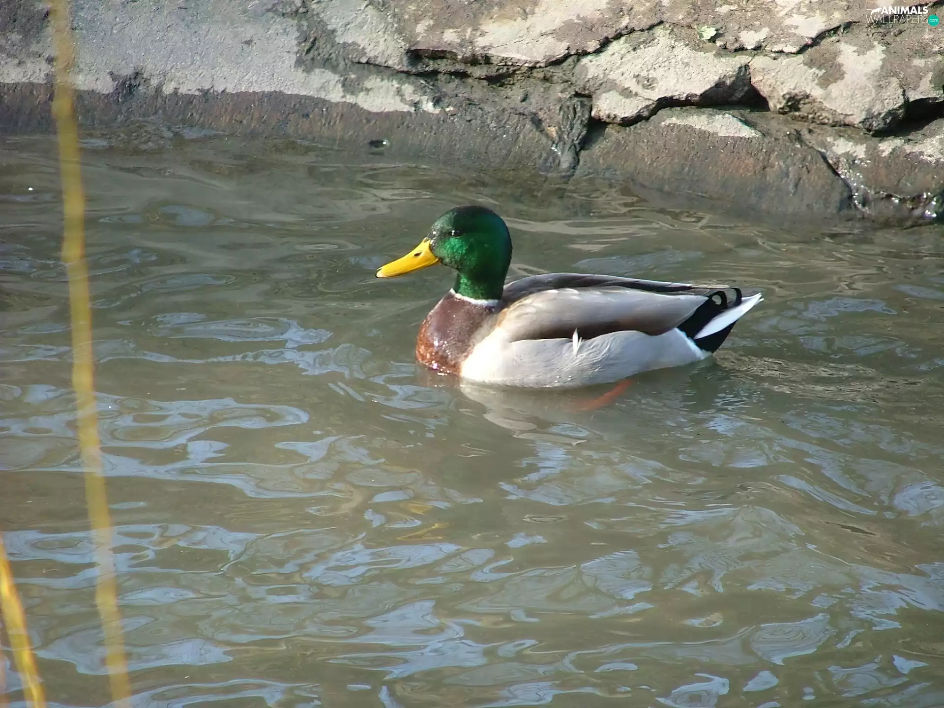male, Mallard Duck