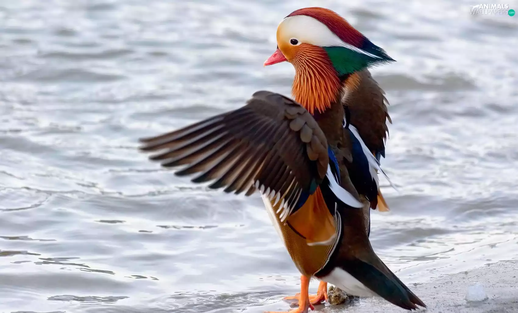 male, duck, mandarine