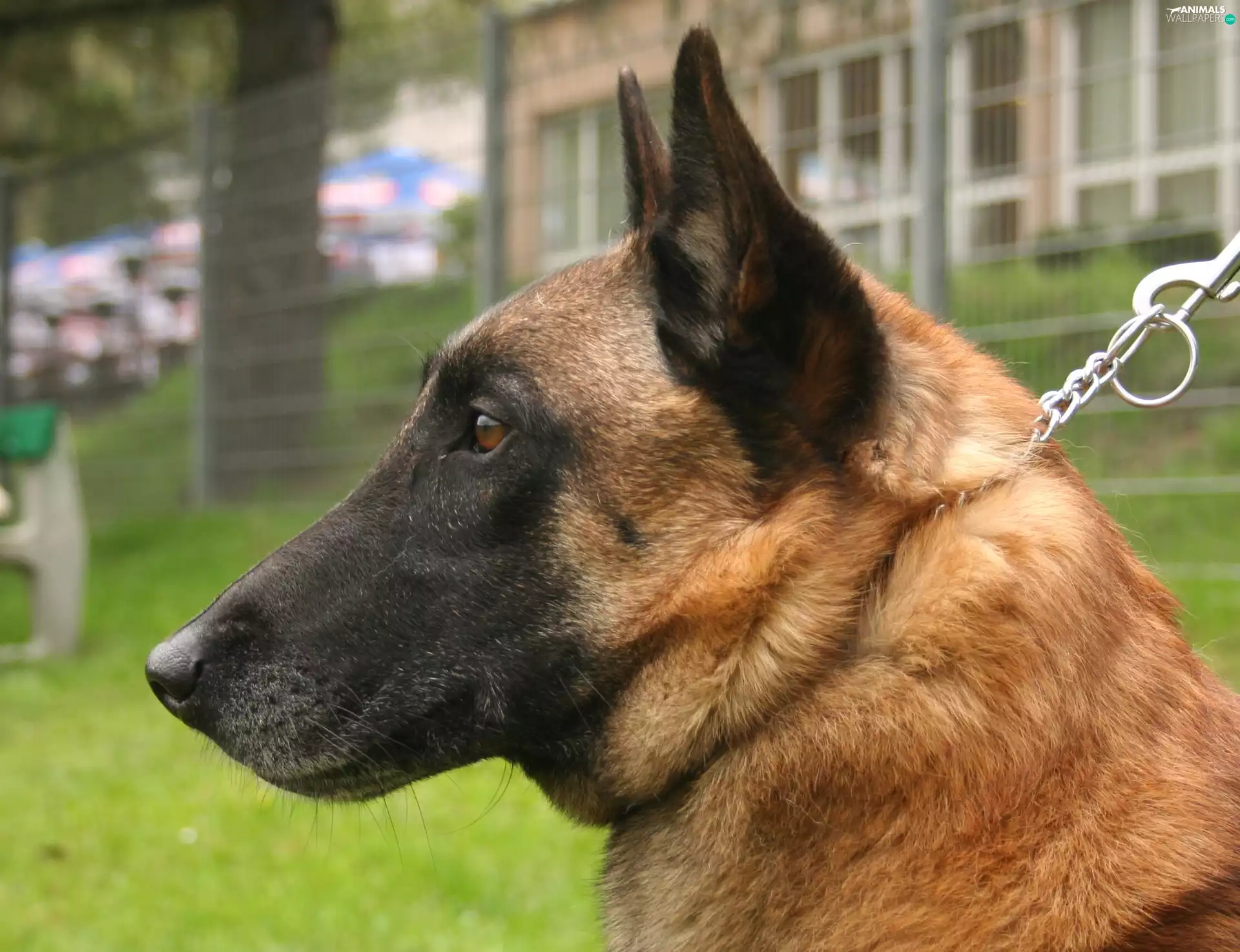 Head, Belgian Shepherd Malinois