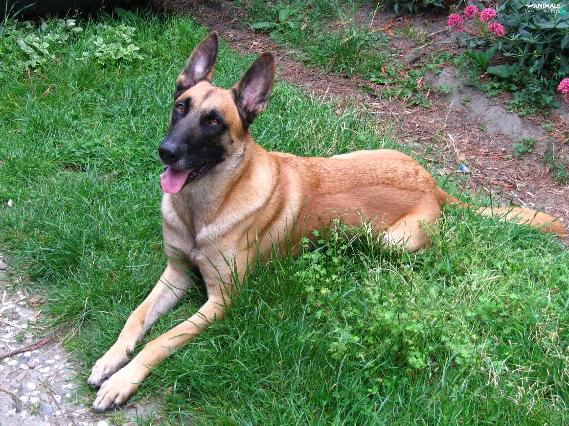 lying, Belgian Shepherd Malinois