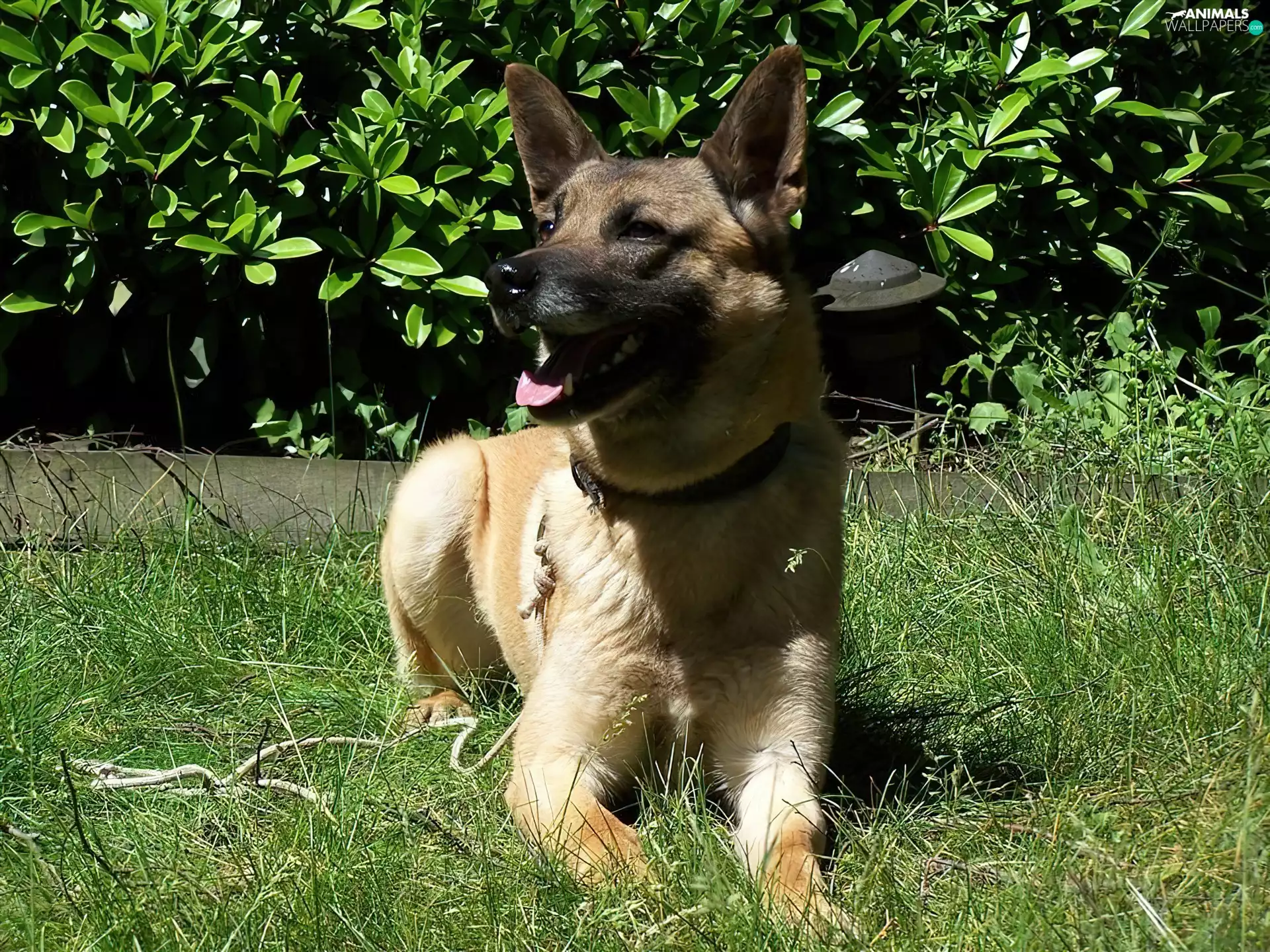 mouth, Belgian Shepherd Malinois