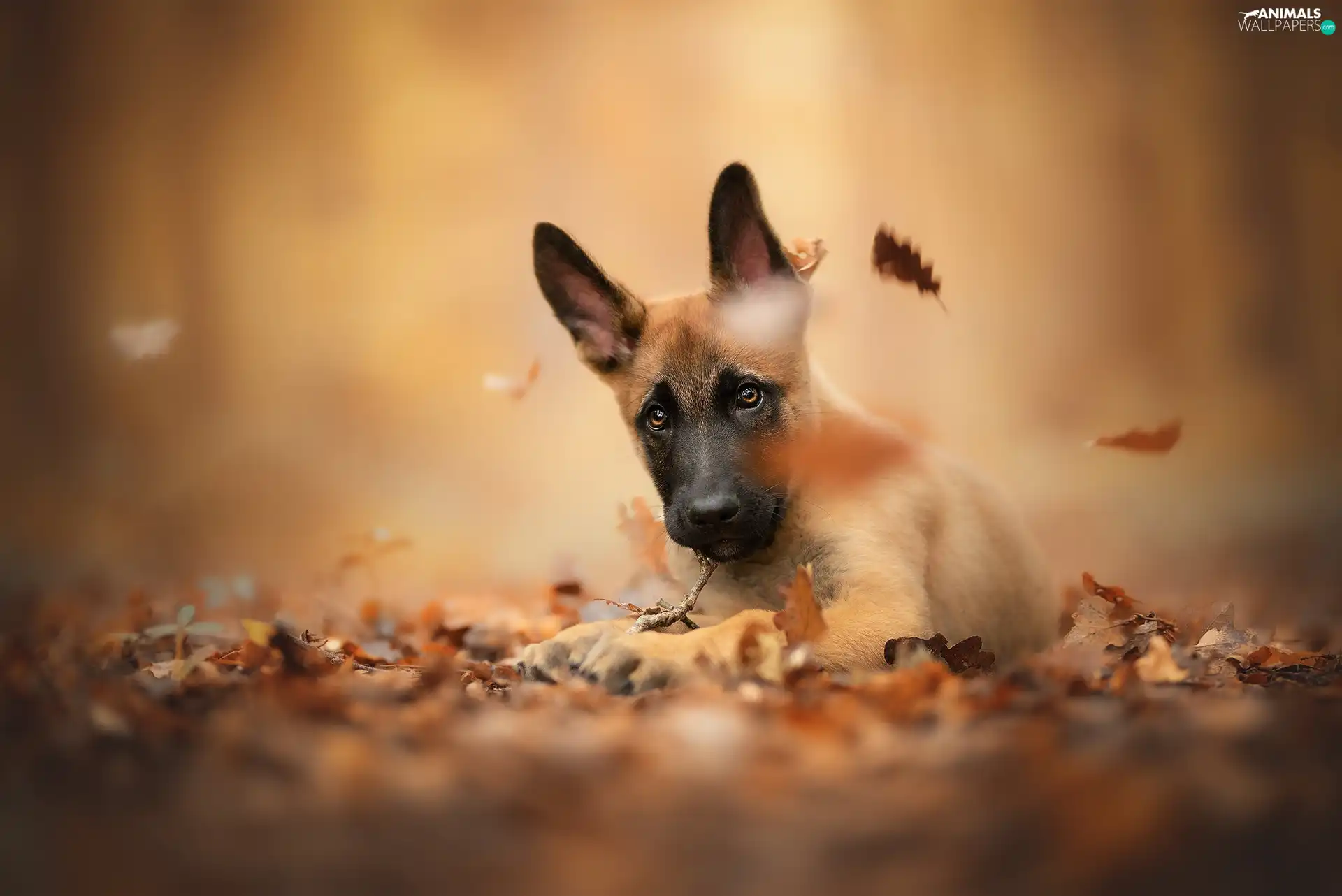 dog, Belgian Shepherd Malinois, Leaf, Puppy