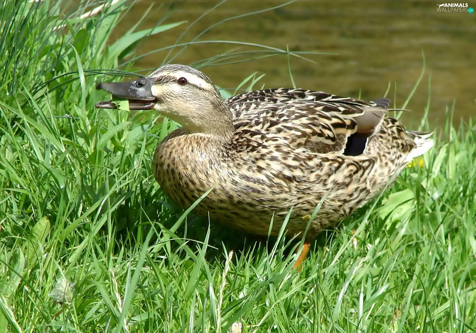 Mallard Duck, grass