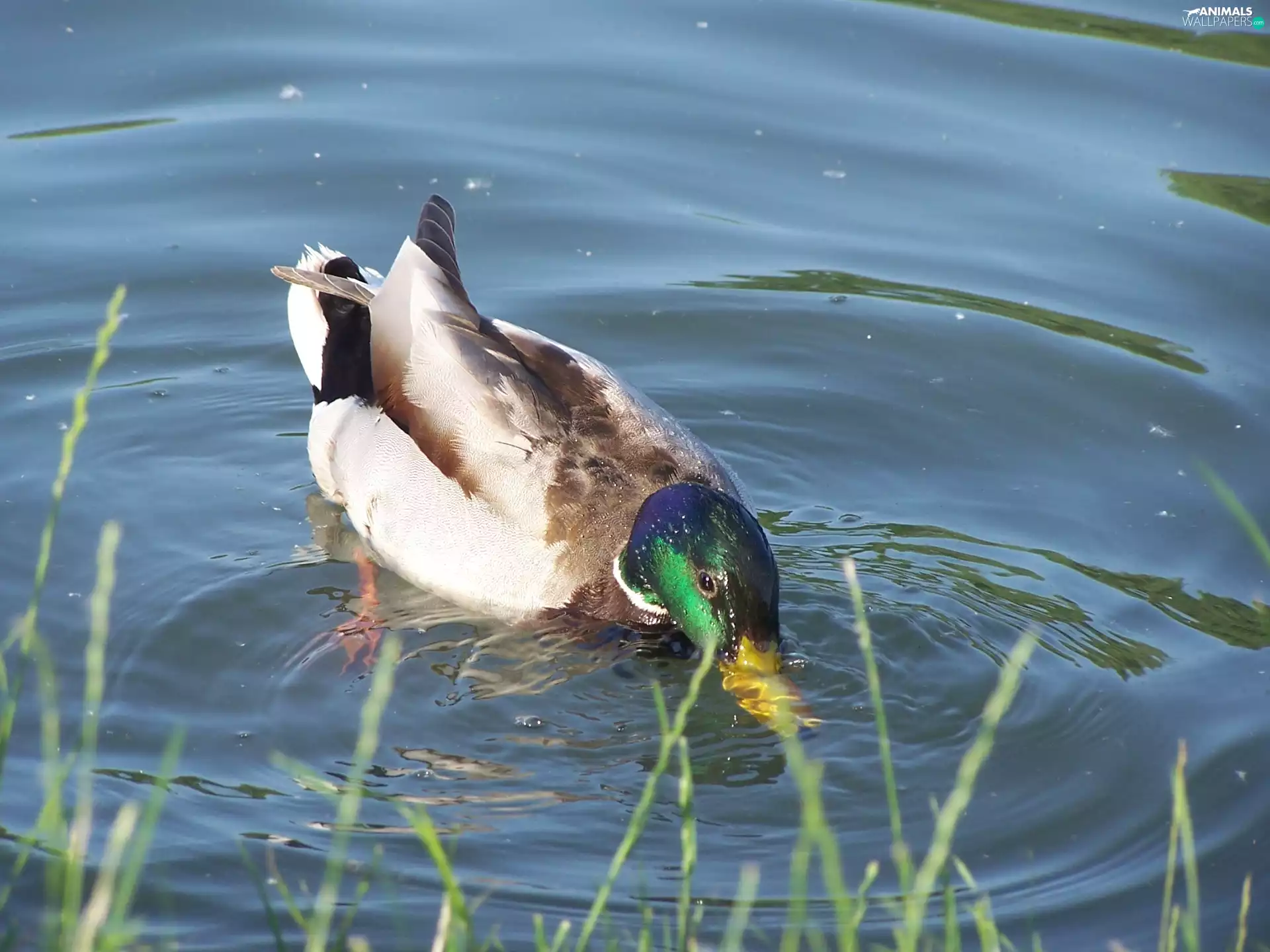 Mallard Duck, lake