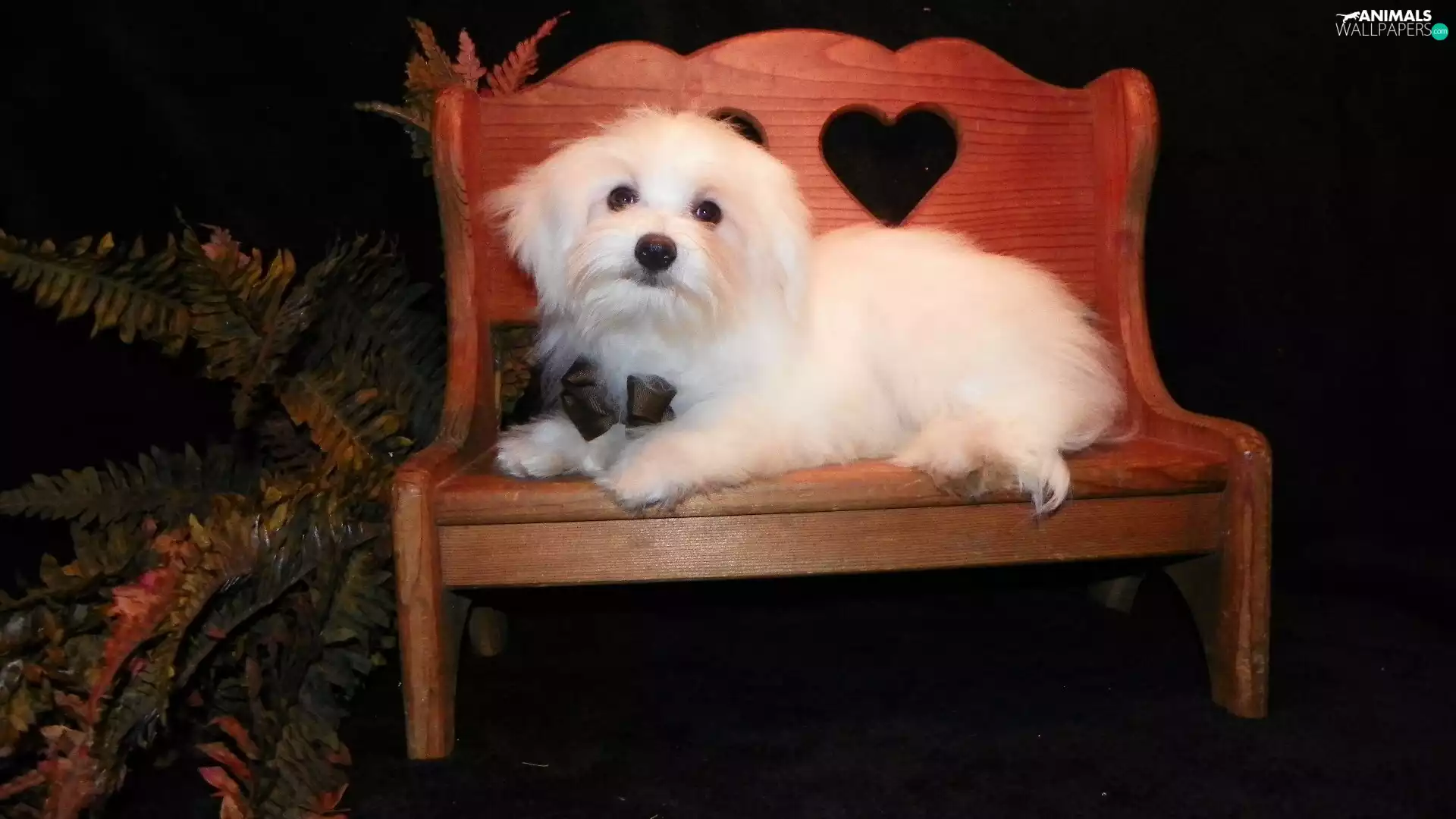 Maltese, Bench