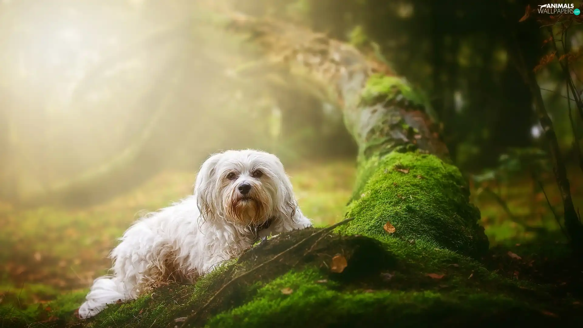 dog, mossy, trunk, Maltese