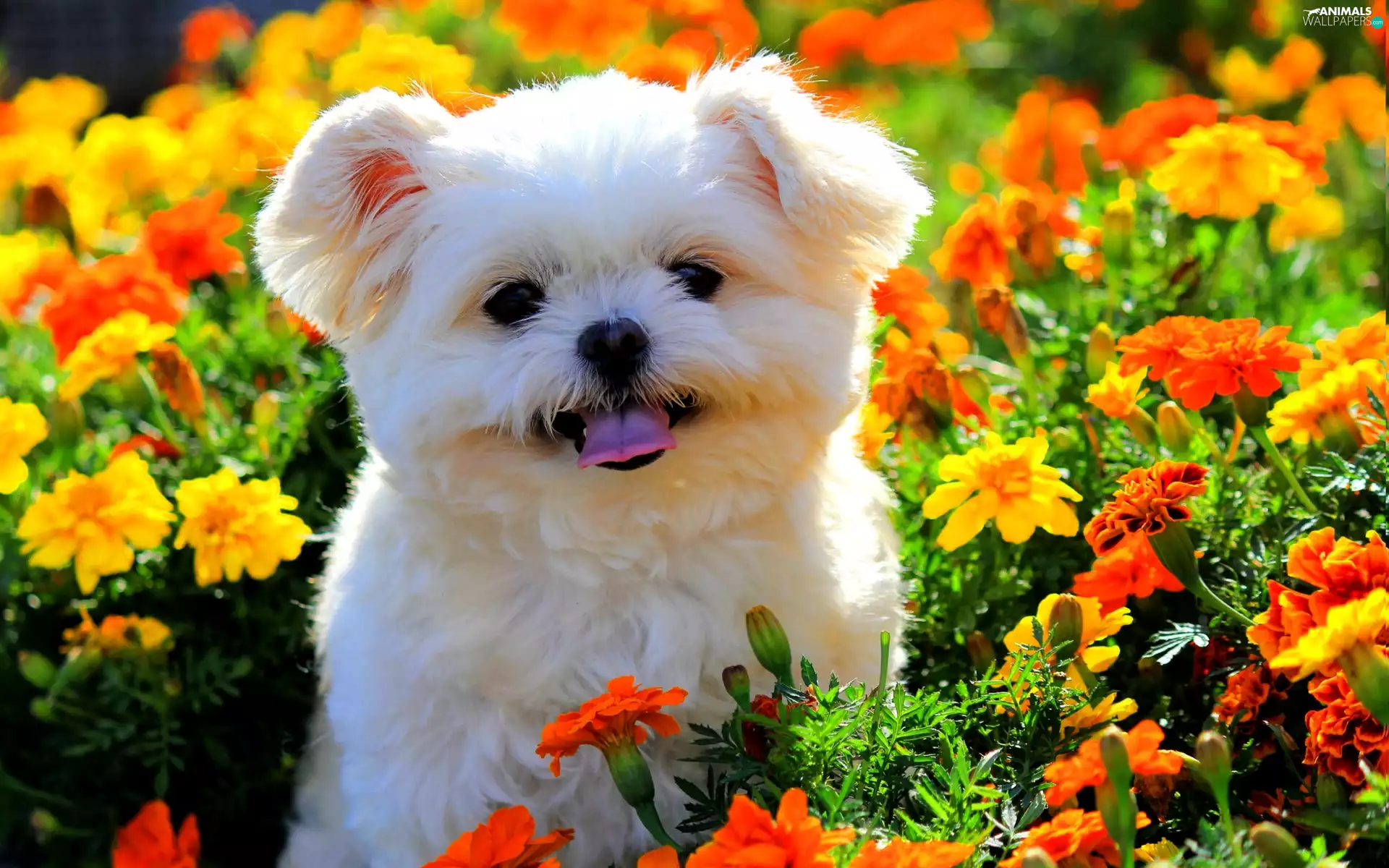 Flowers, Maltese, doggy, color, White