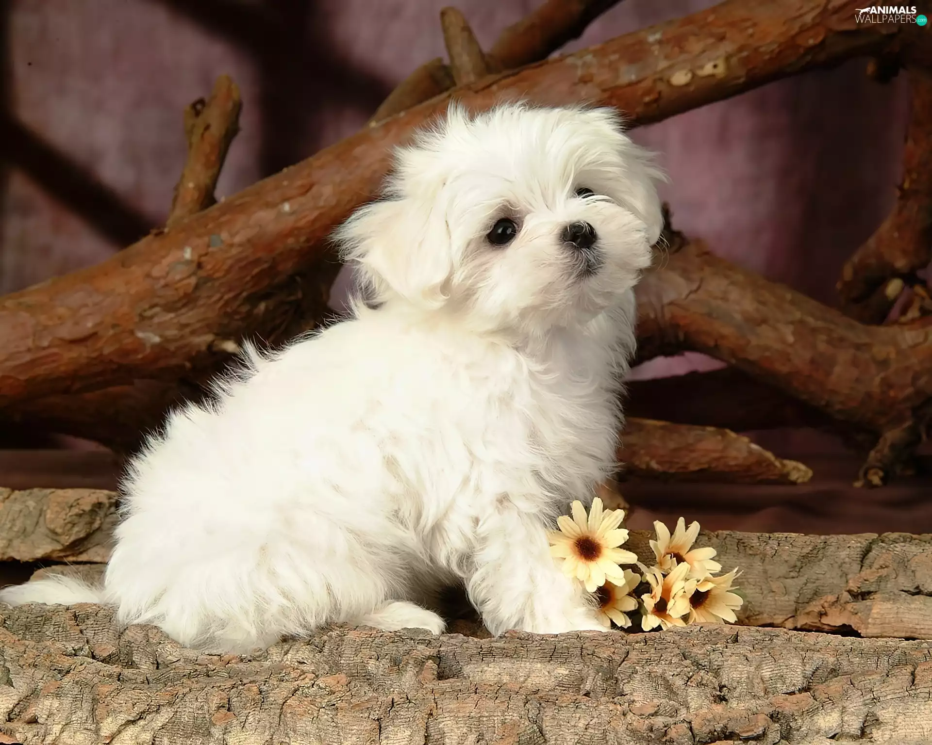 puppie, small, Maltese, Maltese, Flowers, White