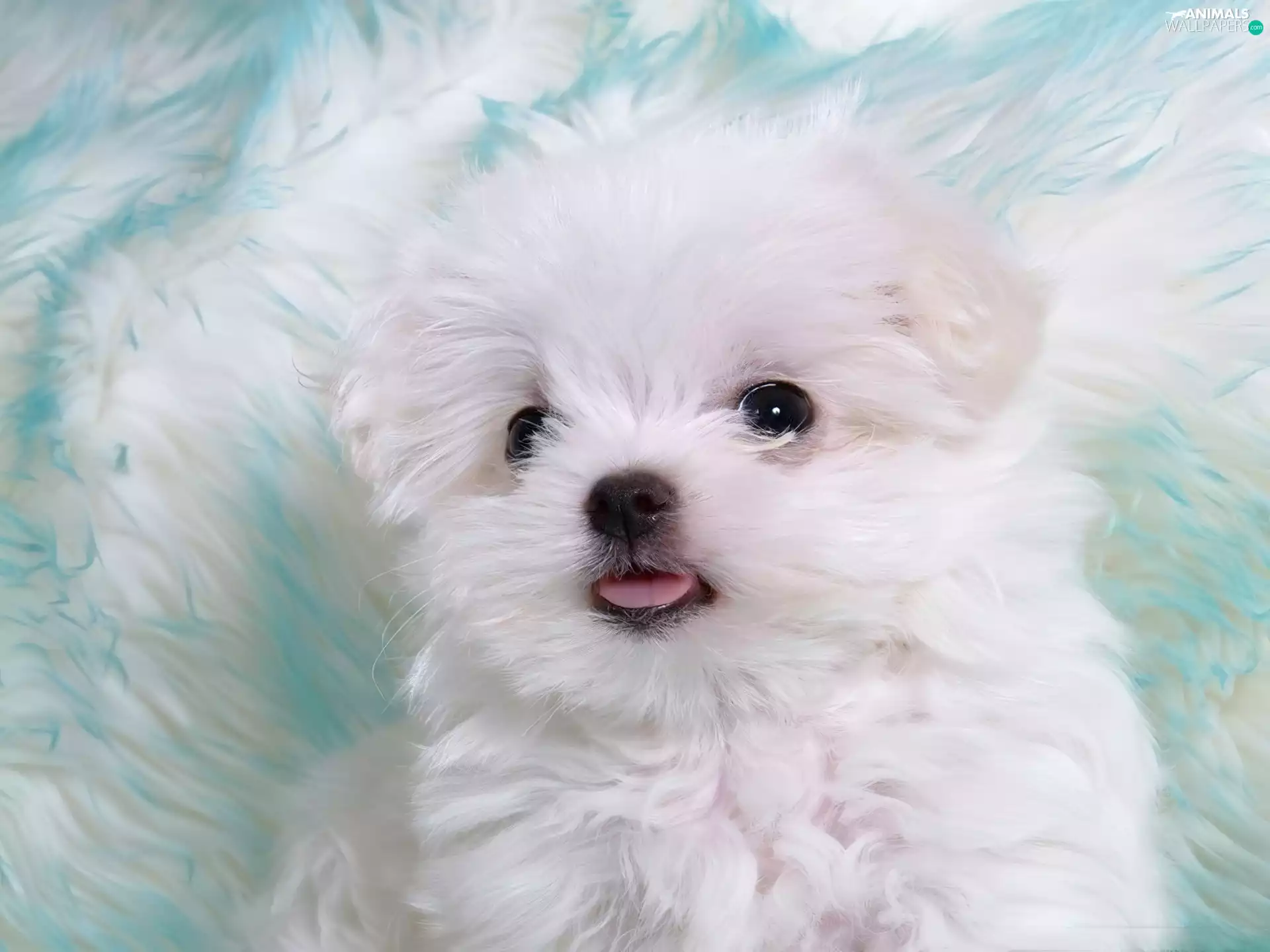 Maltese, Maltese, White, puppie, small