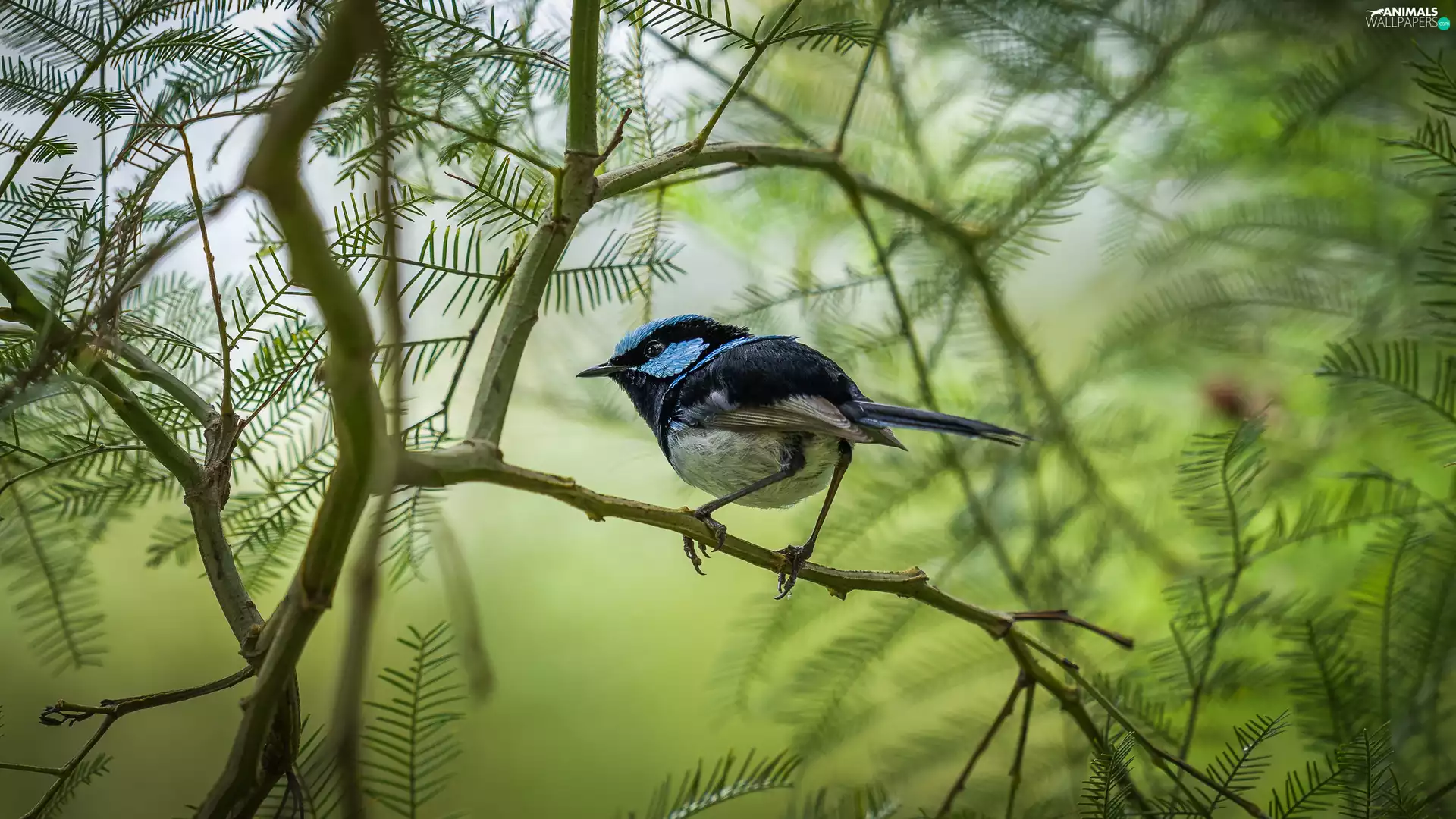 Twigs, blur, Bird, Malurus Cyaneus, blue