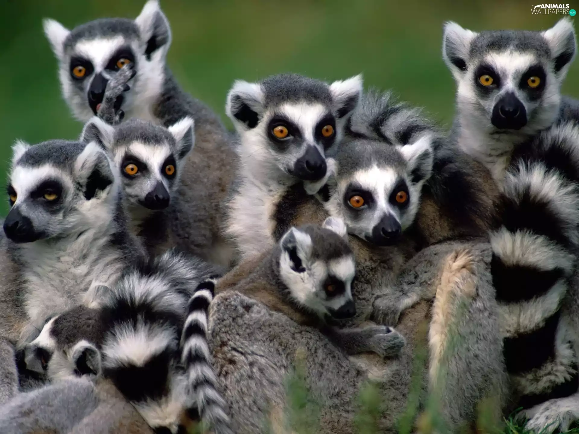 mammals, lemurs, Eyes