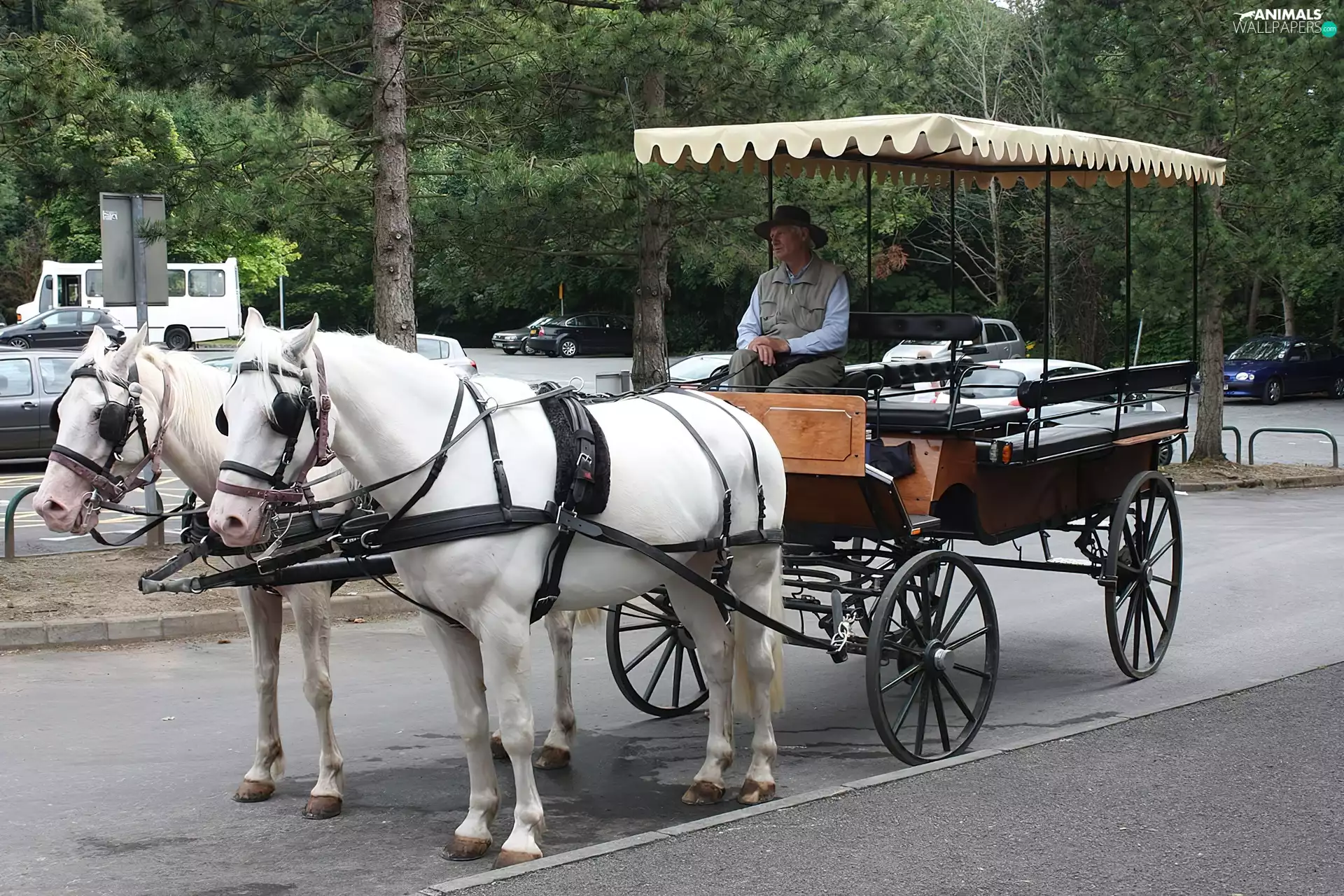 Two cars, a man, chaise, horses