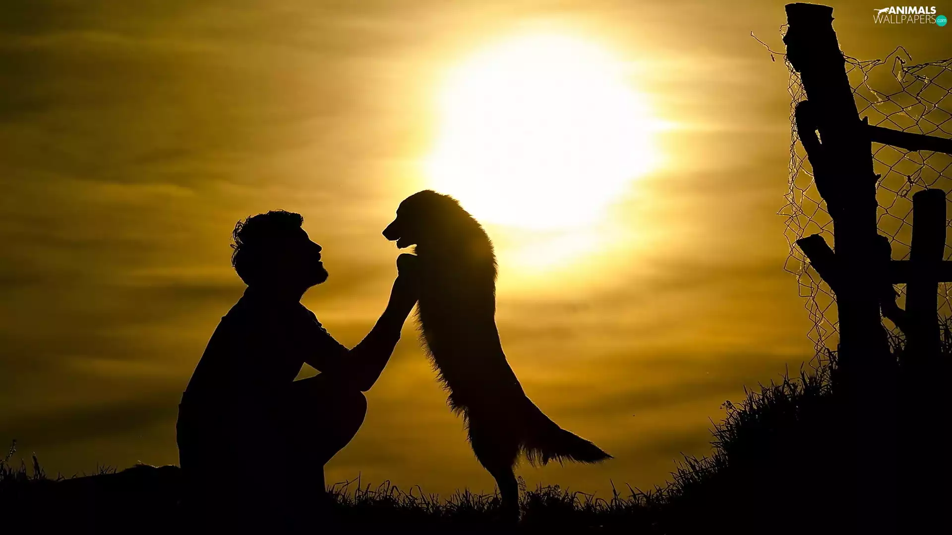 a man, west, sun, dog