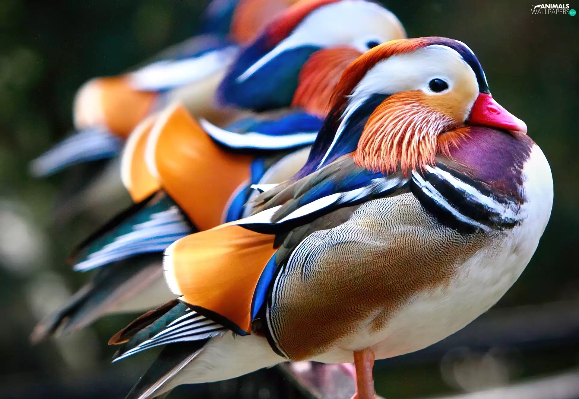 mandarin, Three, ducks