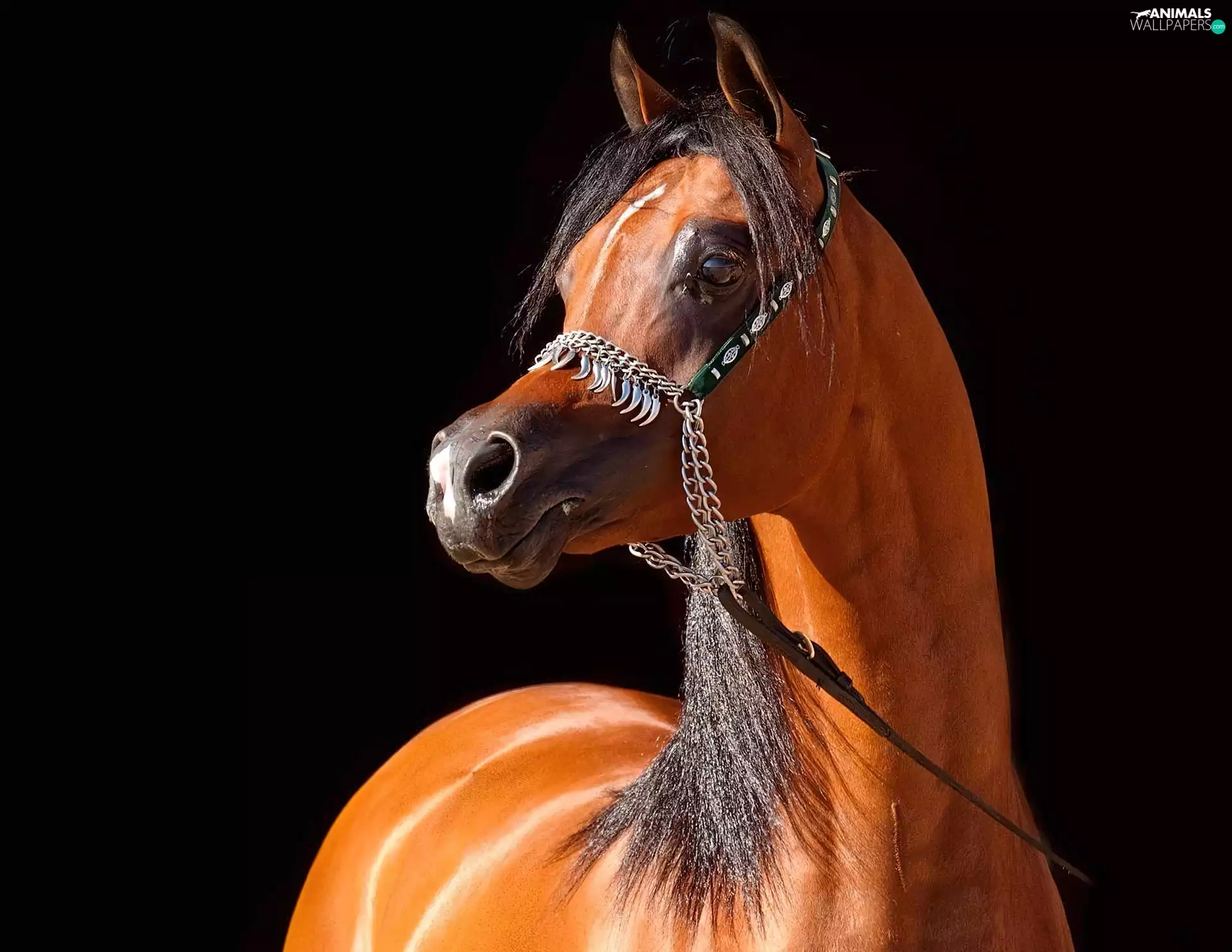 black, mane, Arabic, bridle, Horse