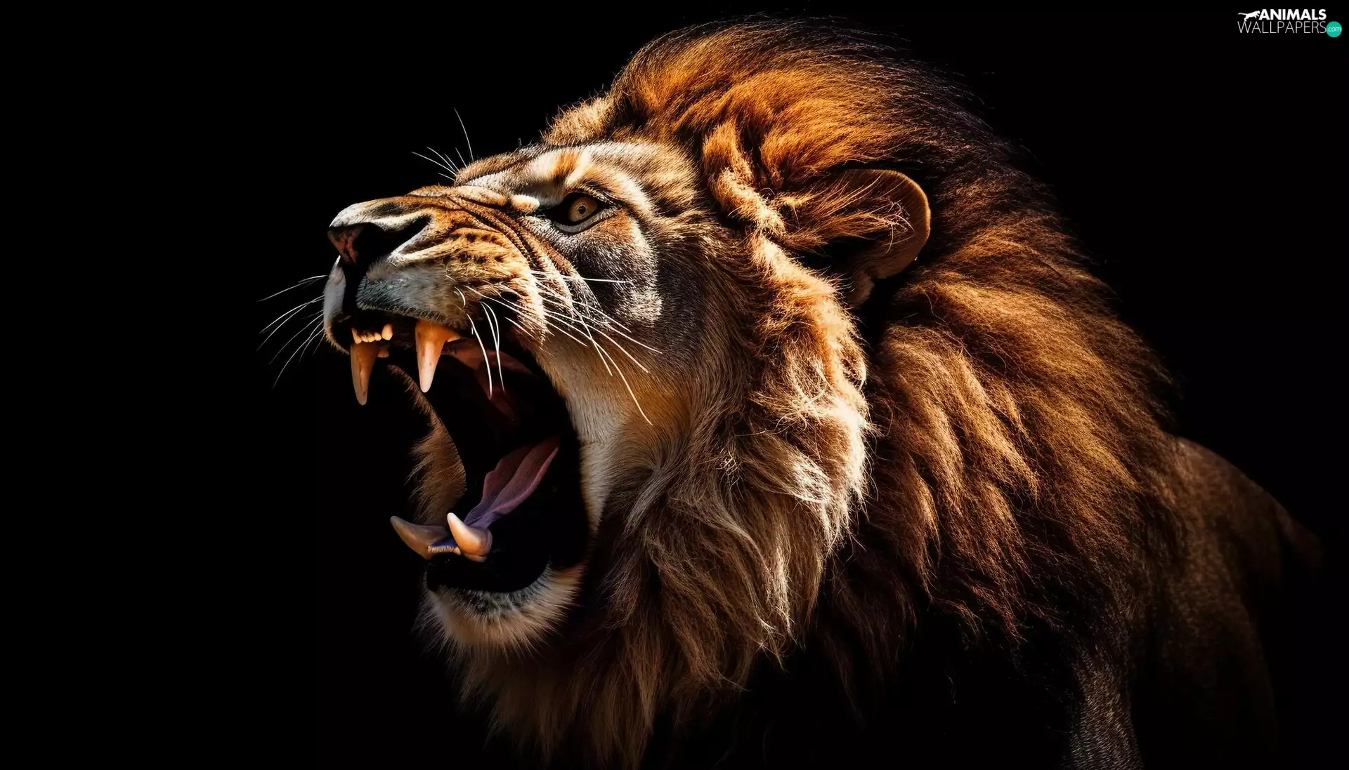 canines, Head, background, mane, Lion, Black, Ai