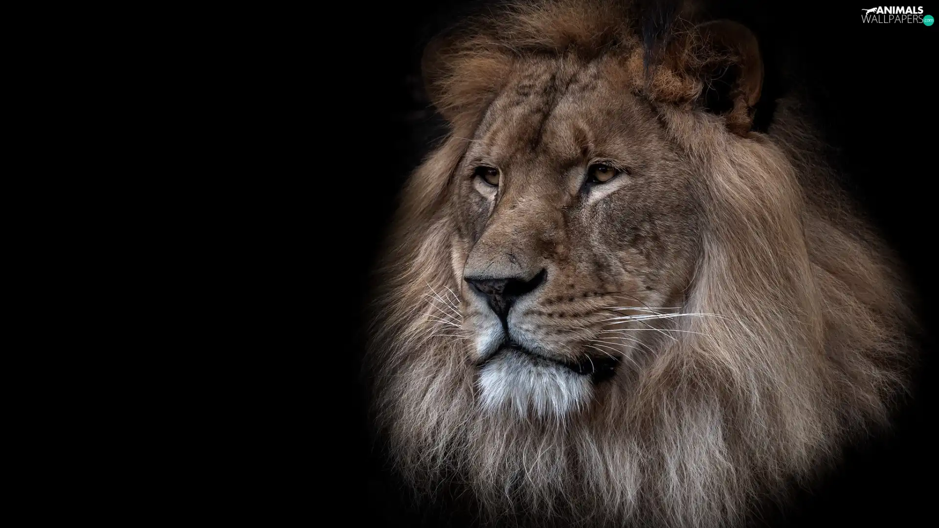 Lion, mane, black background, Head
